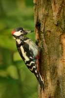 Strakapoud velky - Dendrocopos major - Great Spotted Woodpecker 2057